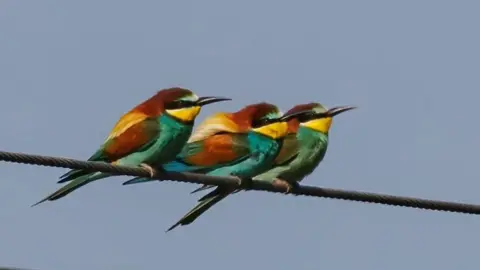 Mike Edgecombe Bee-eaters in Norfolk