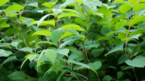 Japanese Knotweed