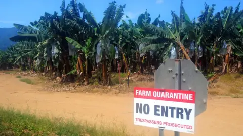 Alamy Banana plantation with quarantine sing