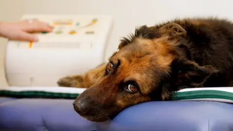 Getty Images dog on gurney