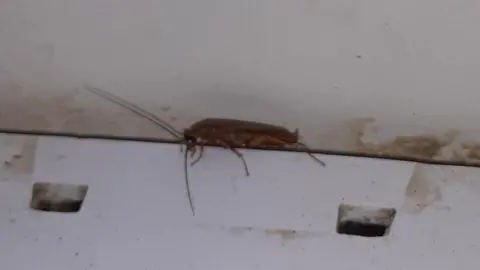 Cockroach