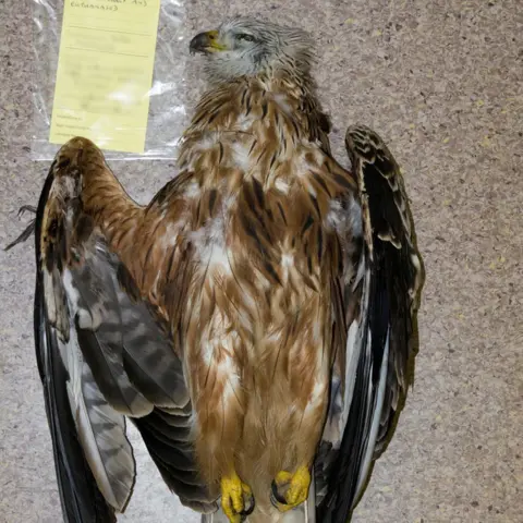 North Yorkshire Police Red Kite