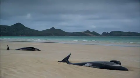 Julian Ripoll Whales stranded on a beach