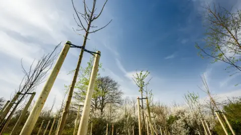 Chris Parkes Photography Woodland