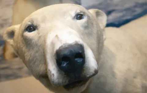 NAtional Museums NI Peter the Polar Bear