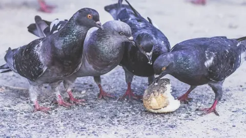 Pigeons eating bread