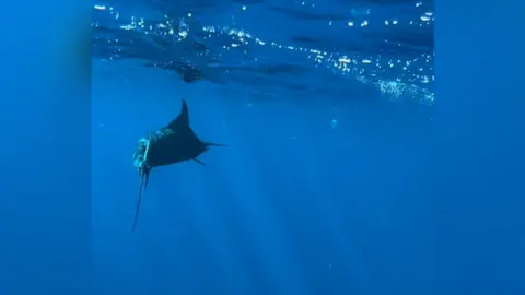 Vibe the Wave Marlin fish that attacked