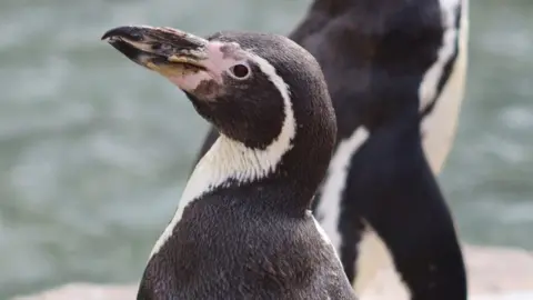 Paradise Park Wildlife Sanctuary Spneb the penguin