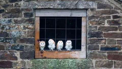 Villager Jim Four barn owls