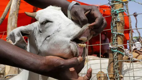 Reuters Someone opening a goat's mouth in Mogadishu, Somalia - Friday 8 July 2022