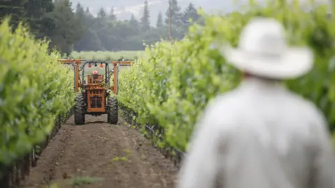 AFP A vineyard worker for a Napa Valley winemaker, Hill Family Estate, looks at a tractor trimming grapevine branches on June 4, 2012 in California.