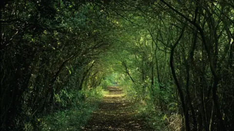 Alamy Fosse Way surviving as a farm track