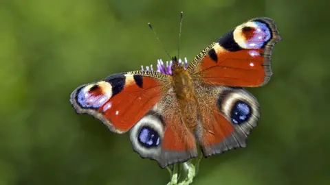 PA Media Butterfly Conservation handout photo of a peacock butterfly, as conservationists have warned that many of the UK's common and garden butterfly species could be in decline