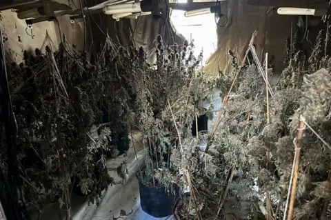 Cleveland Police Burnt cannabis plants