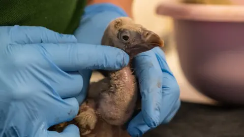 ZSL Egbert being held by a zookeeper