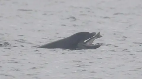 Joshua Pedley dolphin