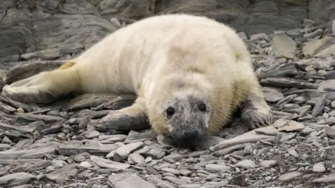 Lara Howe Grey seal pup