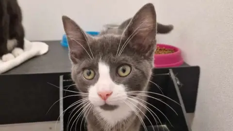 RSPCA Kitten needing a new home