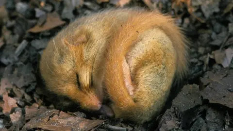 Getty Images Hazel dormouse asleep