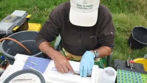 Game and Wildlife Conservation Trust Conservationist measuring a juvenile salmon