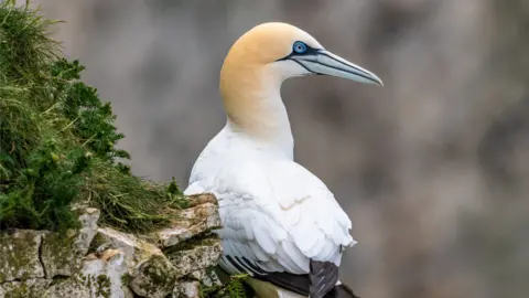 Getty Images Gannet