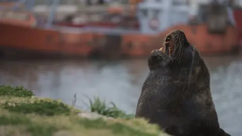 Getty Images A sea lion carrying the avian flu mutation is seen in Buenos Aires, Argentina on September 04, 2023