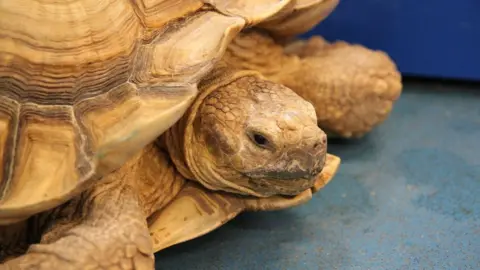 Dorset Police Tortoise