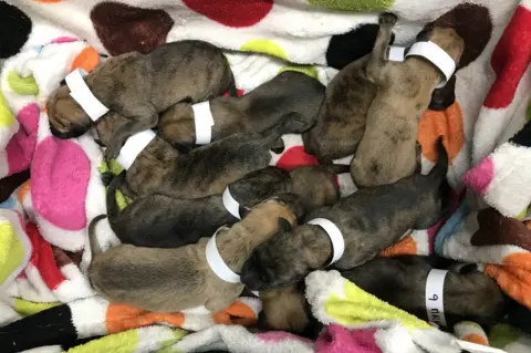 RSPCA Abandoned puppies