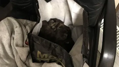 RSPCA Kittens in bag