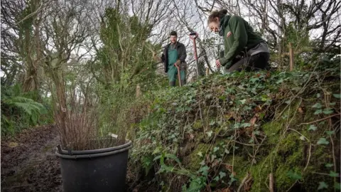 Eden Project Tree planting