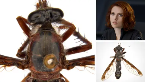 Shutterstock/Csiro The Black Widow fly, or Daptolestes feminategus - meaning woman wearing leather