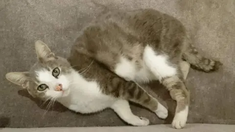 Owner photo sully the cat