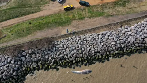 Rob Deauville Dead juvenile fin whale