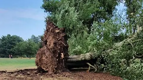 Watford Borough Council Fallen tree