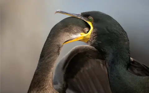 Brian Matthews / Bird Photographer of the Year A bird puts its head down the throat of its mother to feed