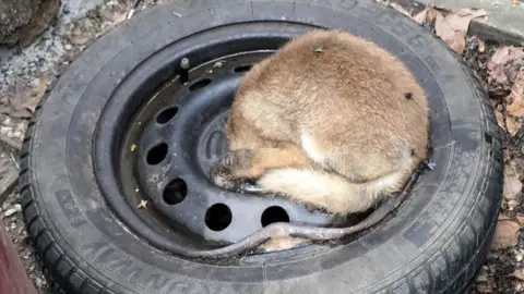 RSPCA fox cub