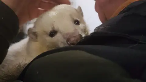 Wiltshire Wildlife Hospital Leucistic skunk