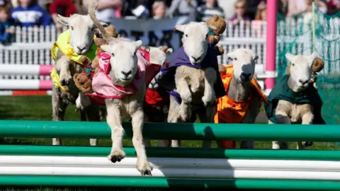 Alan Crowhurst/Getty Images Racing lambs