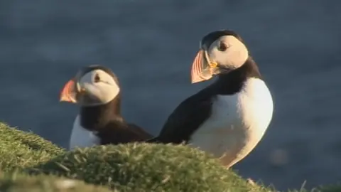 Fair Isle is a bird watcher's paradise