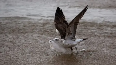 AFP Una gaviota recoge una bolsa de plástico en la playa de Caleta Portales en Valparaíso, Chile, el 17 de julio de 2018.