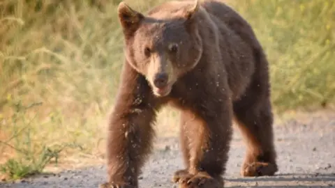 Reuters black bear