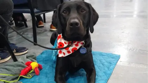 BBC Assistance dog Aldo