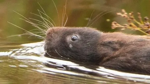 This is the moment hundreds of water voles are welcomed back to the Lake District.