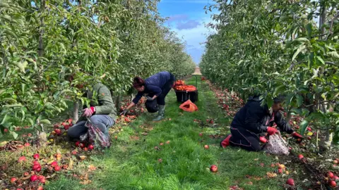 An orchard at Maynard House Farm, near Bury St Edmunds