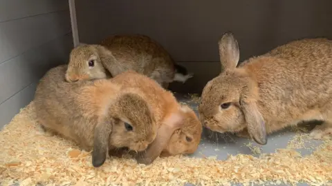 Dumped rabbits