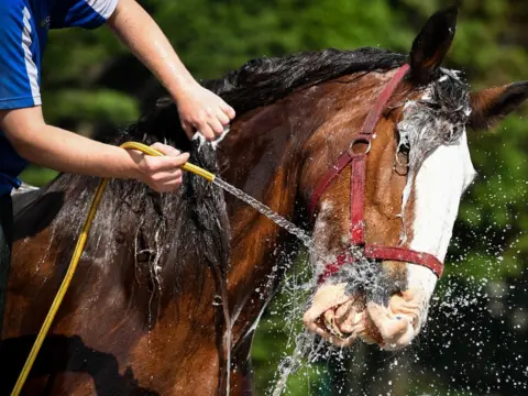 Jeff J Mitchell/Getty Images Clydesdale horse