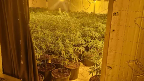 West Yorkshire Police  Cannabis plants