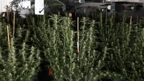 Some the cannabis plants