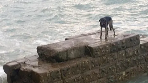 Newhaven Coastguard Dog stuck on groyne at Peacehaven beach