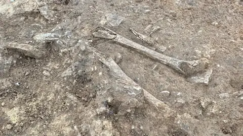 Anglian Water Skeleton